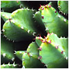 Jardin de Cactus