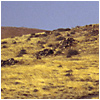 Landschaft im Landesinneren von Lanzarote