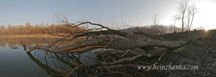 Alter Baum am Altarm in Fischamend