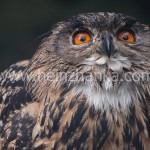 Uhu im Bayerischen Wald