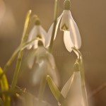 Schneeglöckchen im Auwald