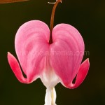 Tränendes Herz - Dicentra spectabilis