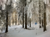 Langlaufen im Waldviertel - Region Bärnkopf