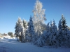 Langlaufen im Waldviertel - Region Bärnkopf