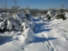 Langlaufen im Waldviertel - Region Bärnkopf