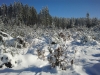 Langlaufen im Waldviertel - Region Bärnkopf