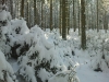 Langlaufen im Waldviertel - Region Bärnkopf