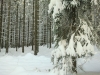 Langlaufen im Waldviertel - Region Bärnkopf