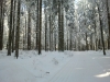 Langlaufen im Waldviertel - Region Bärnkopf