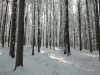 Langlaufen im Waldviertel - Region Bärnkopf