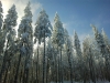 Langlaufen im Waldviertel - Region Bärnkopf