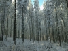 Langlaufen im Waldviertel - Region Bärnkopf