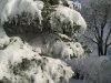 Langlaufen im Waldviertel - Region Bärnkopf